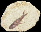 Knightia Fossil Fish - Wyoming #60881-1